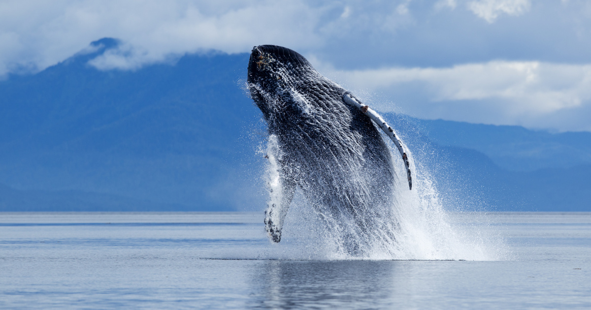 Index – Science – If we understood whales, there would be no problem with aliens either