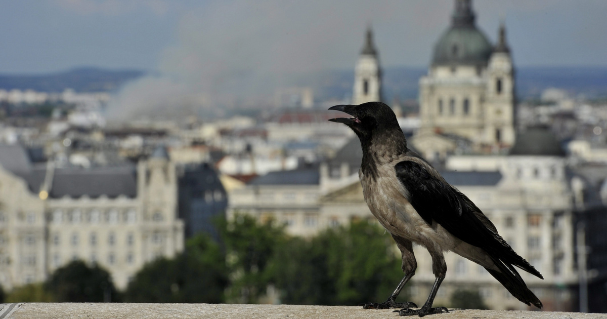 Índice – Ciencia – Cada vez más ciudades húngaras son atacadas por aves rapaces