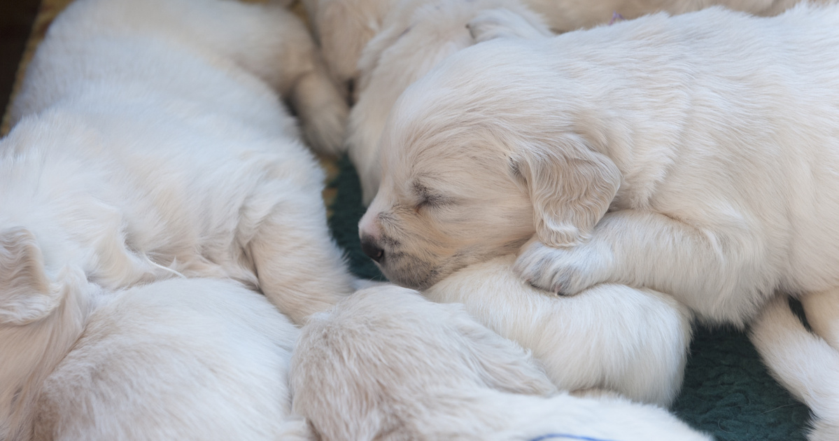 Döbbenetes színű kutyakölyök született Floridában: videó is készült róla