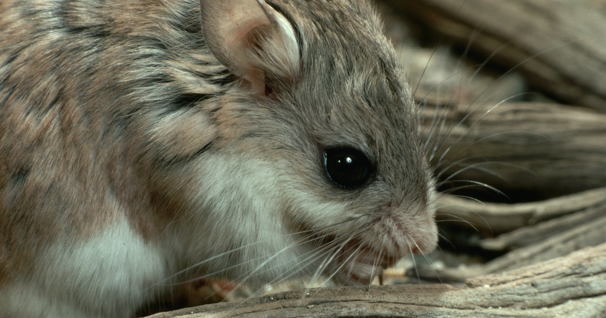 It looks cute, but it's actually a real predator – they even eat each other if nothing else – Balcony