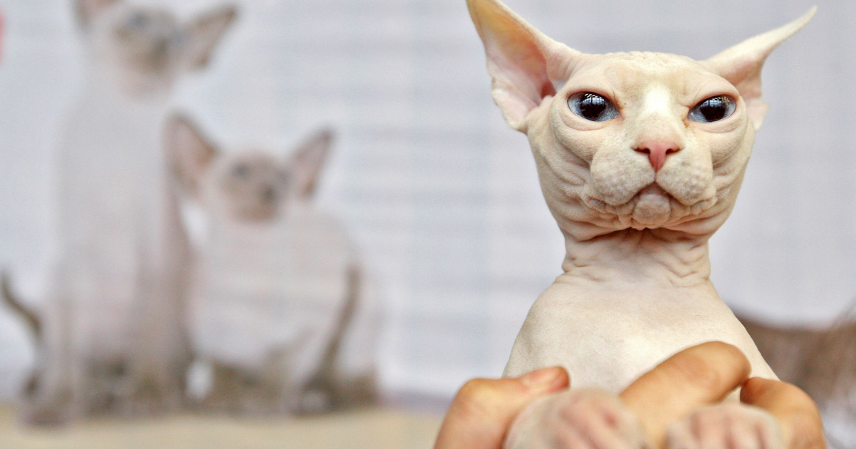 Index – Science – Could the naked sphinx cat be extraterrestrial?