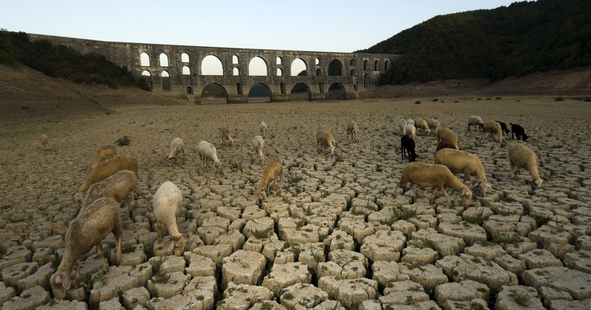 Index – Science Technology – The light of plants predicts the approaching natural disaster