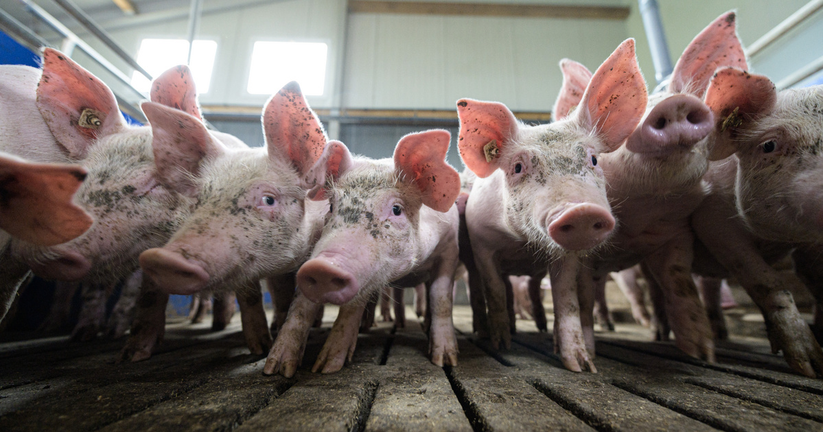 Índice – En el extranjero – La guerra del cerdo está a punto de estallar: China podría atacar la agricultura en la Unión Europea