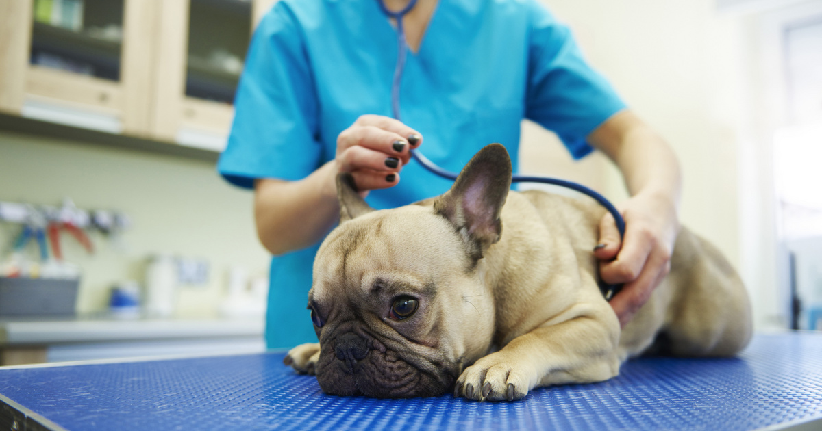 Index – Science – You should take your dog to the doctor immediately if he smells this way