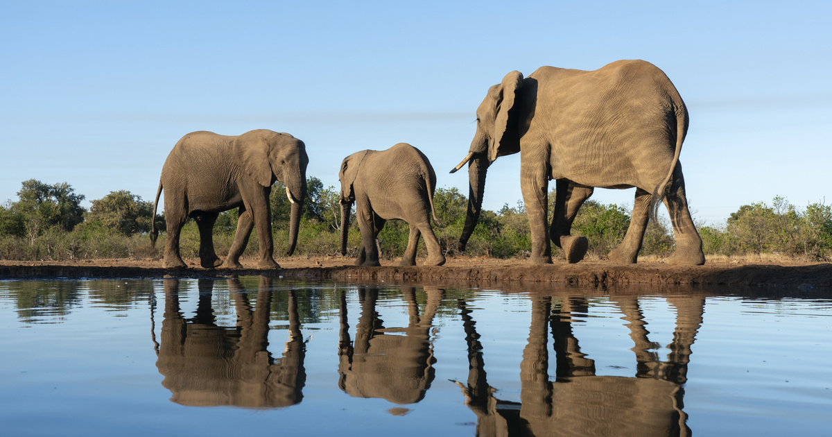 Index – Science – Elephants call each other by specific names