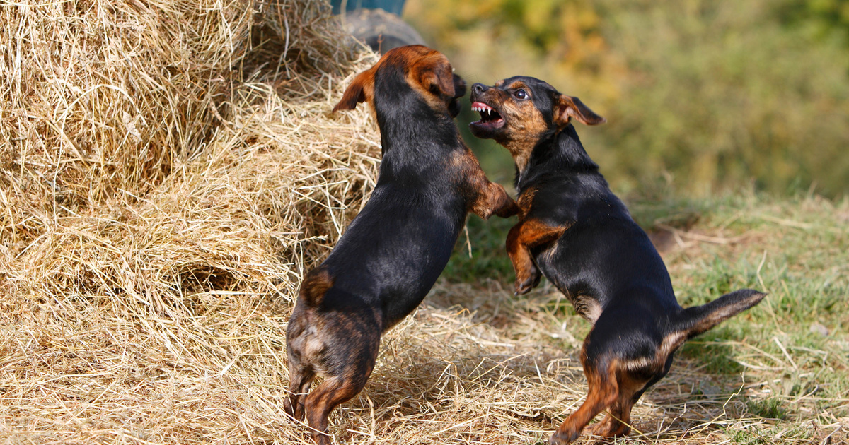 Index – Science – Why can a small dog be aggressive?
