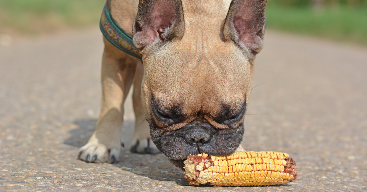Index – Science – Be careful with these summer treats, they may be dangerous to dogs' lives