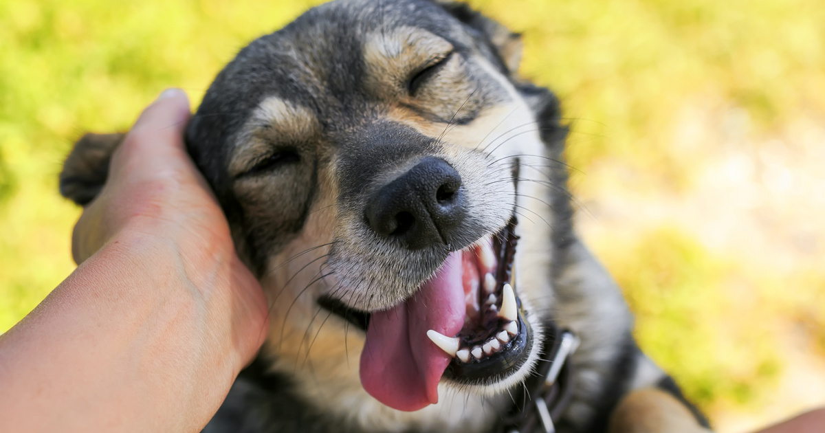 Index – Science – New research tracks dog laughter