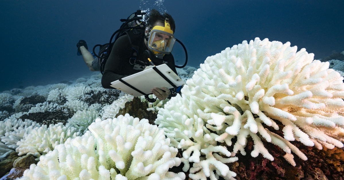 Index – Technology Science – Google will protect coral reefs with artificial intelligence