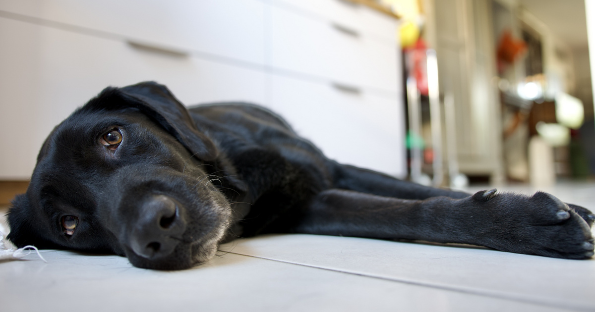 Index – Technology Science – Dogs die senselessly due to heat