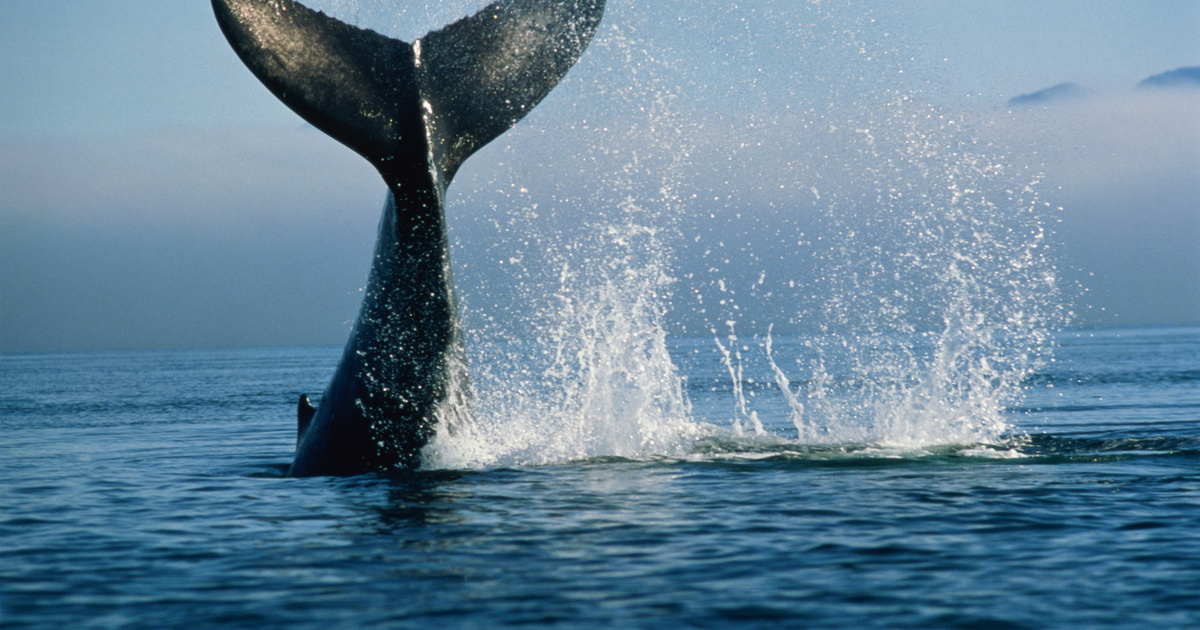 Felborított egy halászhajót a gigantikus bálna: döbbenetes videó készült az esetről