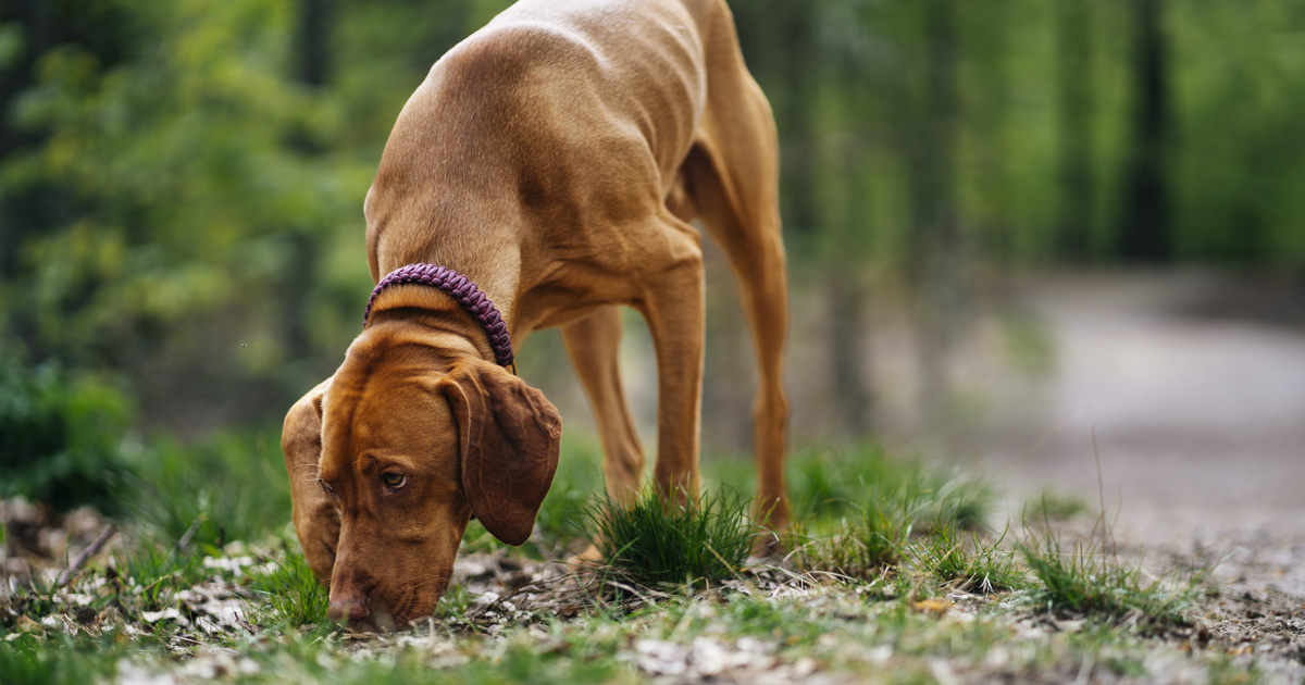 Index – Science – They finally discovered what makes a person suffer from hound hair