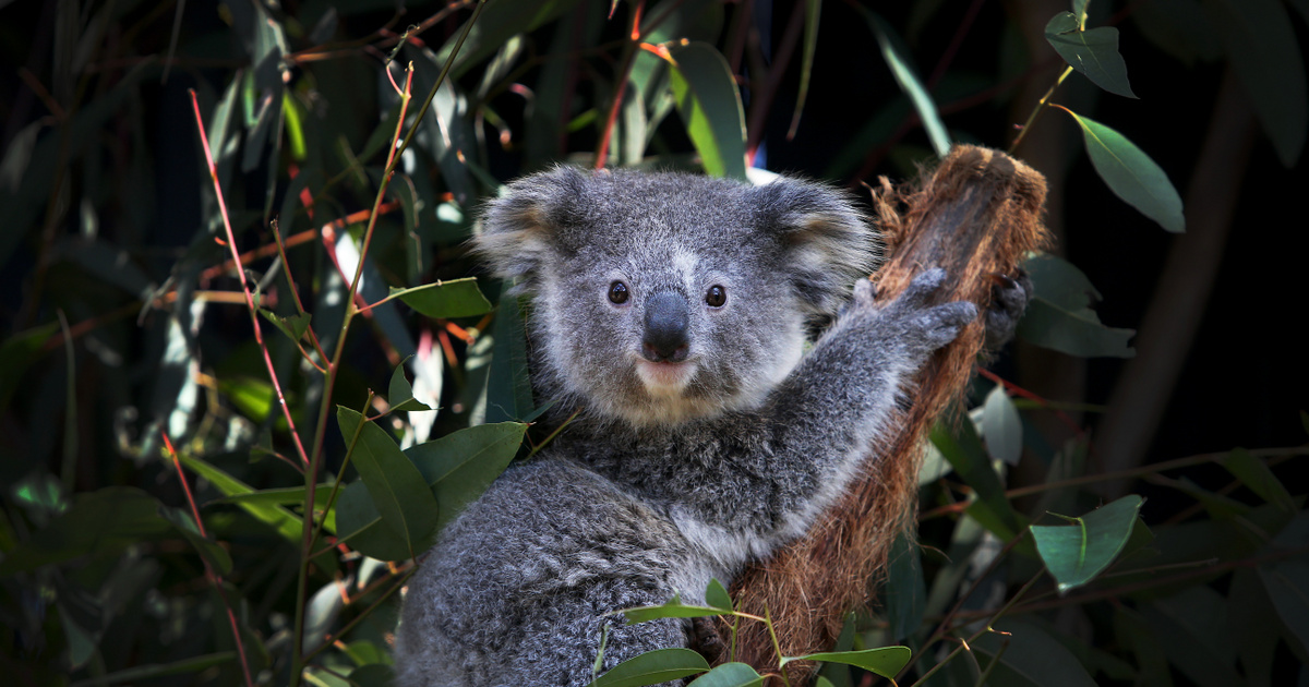 Index – Science – Australia's koala population to be mapped with help from residents and drones with thermal cameras