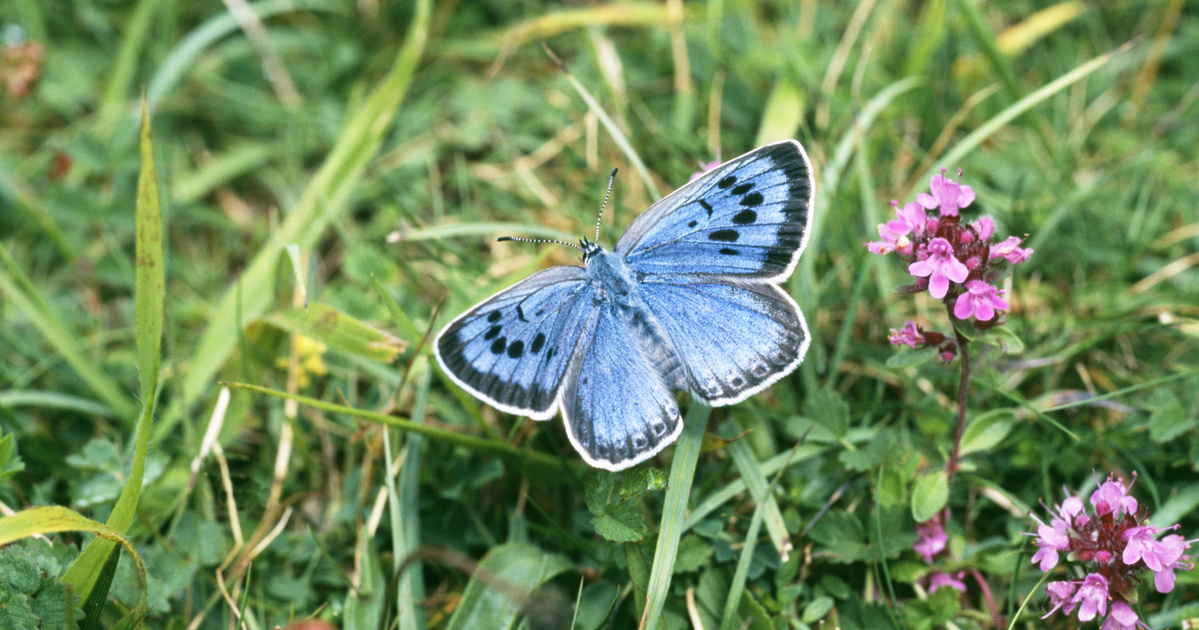 Index – Science – Amazing genome discovered in butterflies