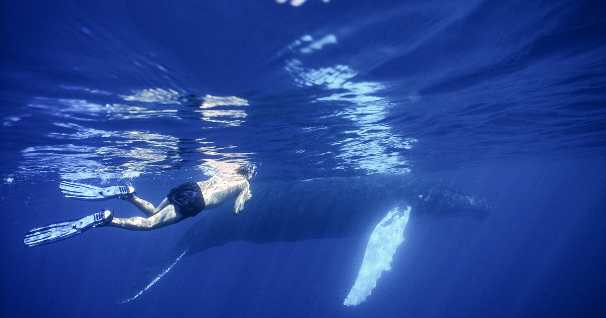 Index – Science – Humpback whales hunt with bubbles