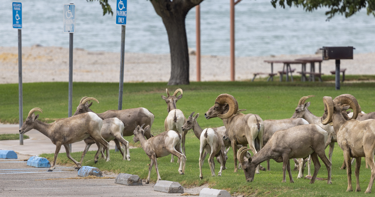 Índice – Ciencia – ¿Pueden los animales reemplazarnos?