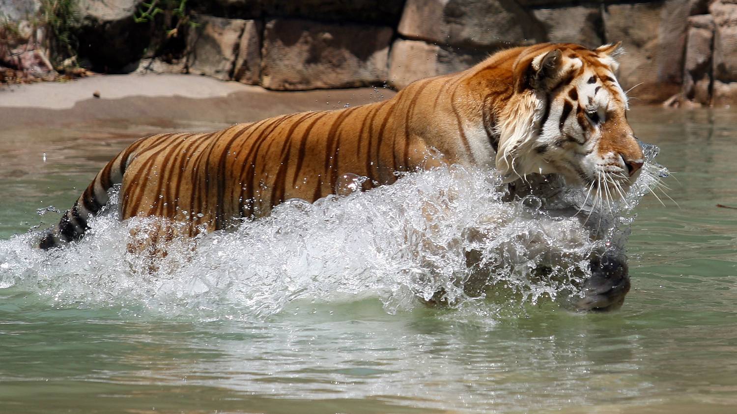 Tigris támadt a gondozójára egy ausztrál élményparkban