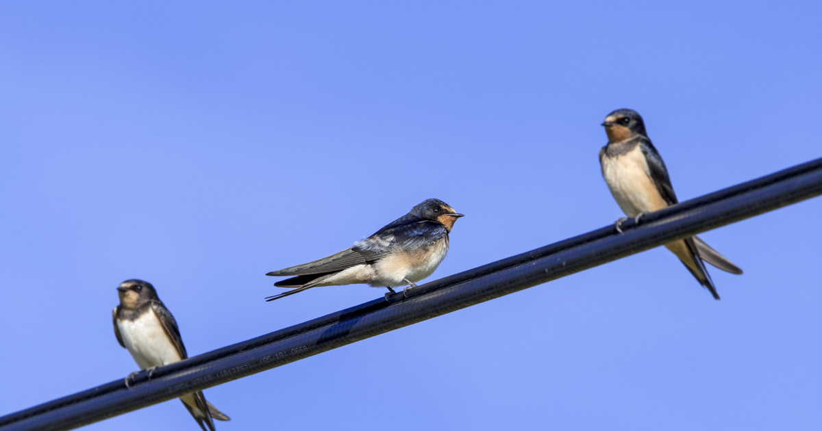 Index – Science – Only a quarter of swallows survived Hurricane Boris