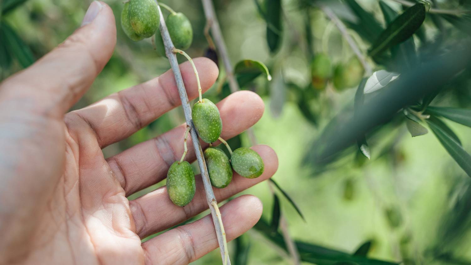 Füge és olajbogyó termelő ország leszünk? - A klímaváltozás a magyar növényeket is érinti