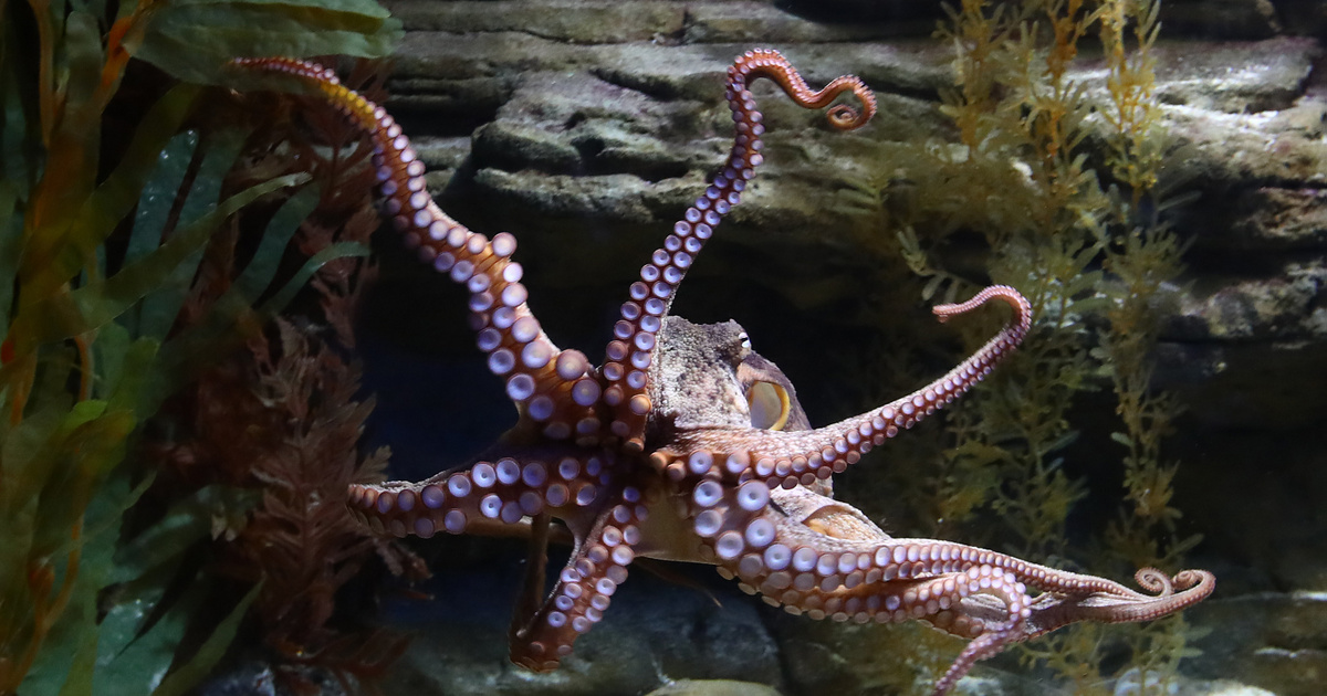 Index – Science – Octopuses are incredibly capable of cooperation, but octopuses are punished