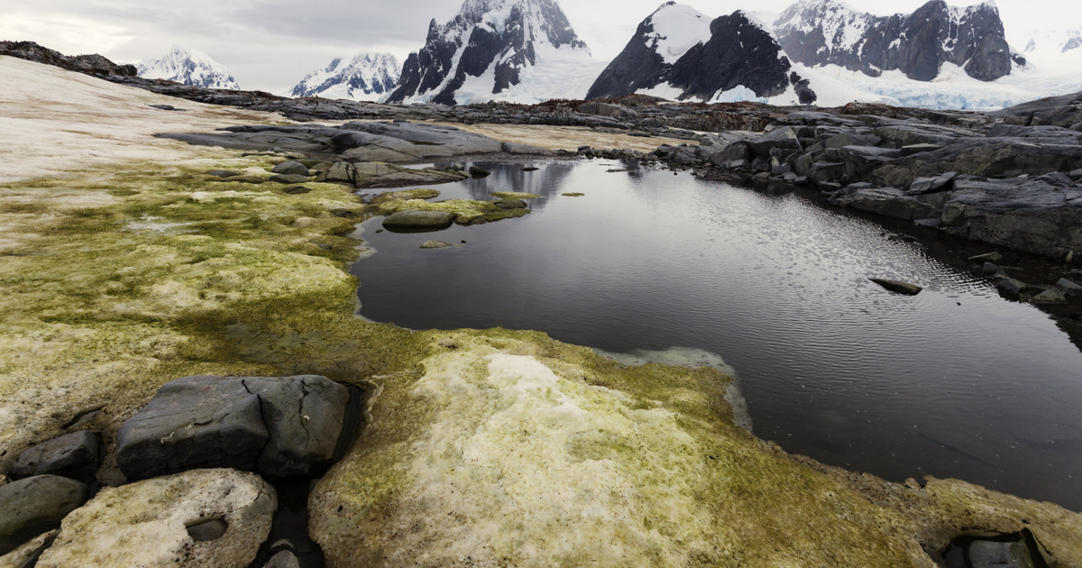 Index – Science Technology – Antarctica turns green