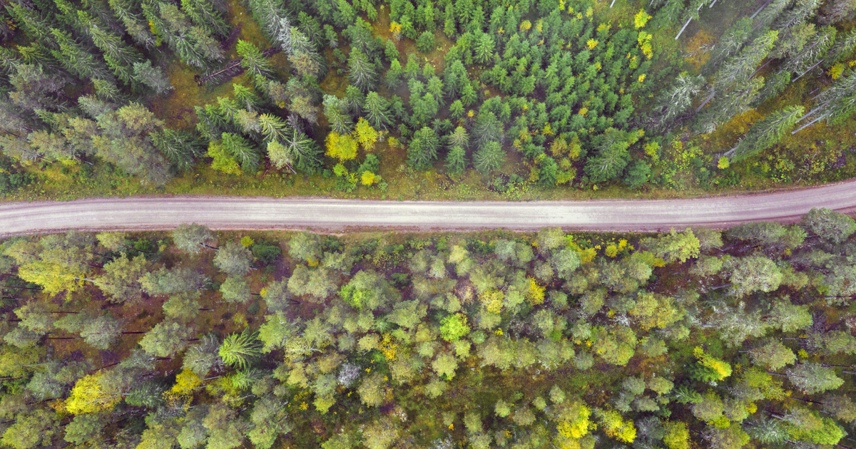 Index – Science and Technology – Only twenty years to go, and we can say goodbye to the Hungarian pine forests