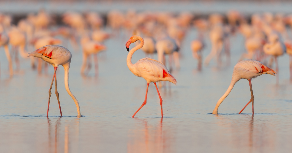 Tudod, hogy miért rózsaszín a flamingó? – 7 észbontó tény az állatvilágból