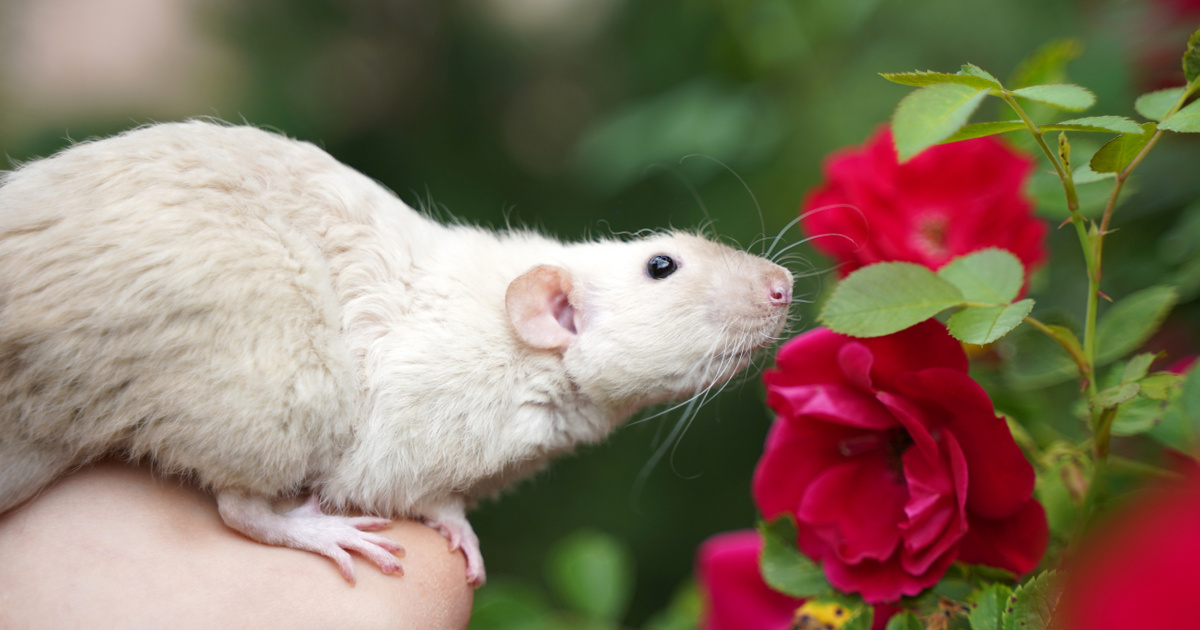 Index – Science Technology – Mice enhance their sense of smell with a Jedi trick