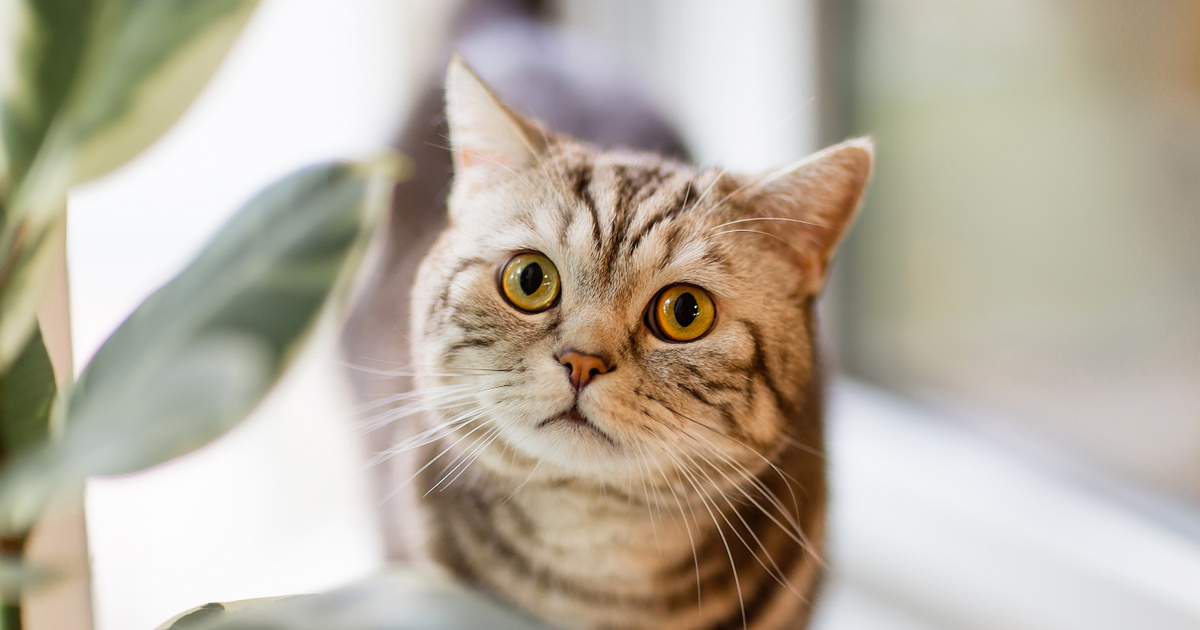 Index – Science – According to a recent study, cats learn words faster than children