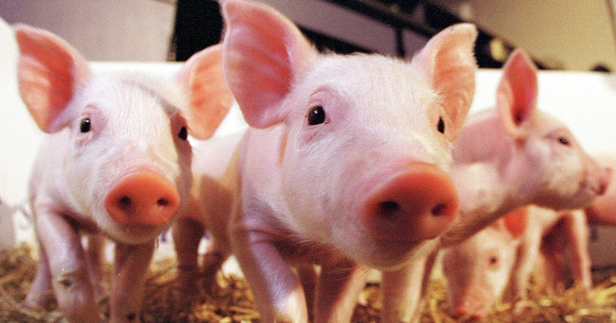 Index – Science – Canaan Pig is getting closer: Artificial Intelligence could help make pigs happier