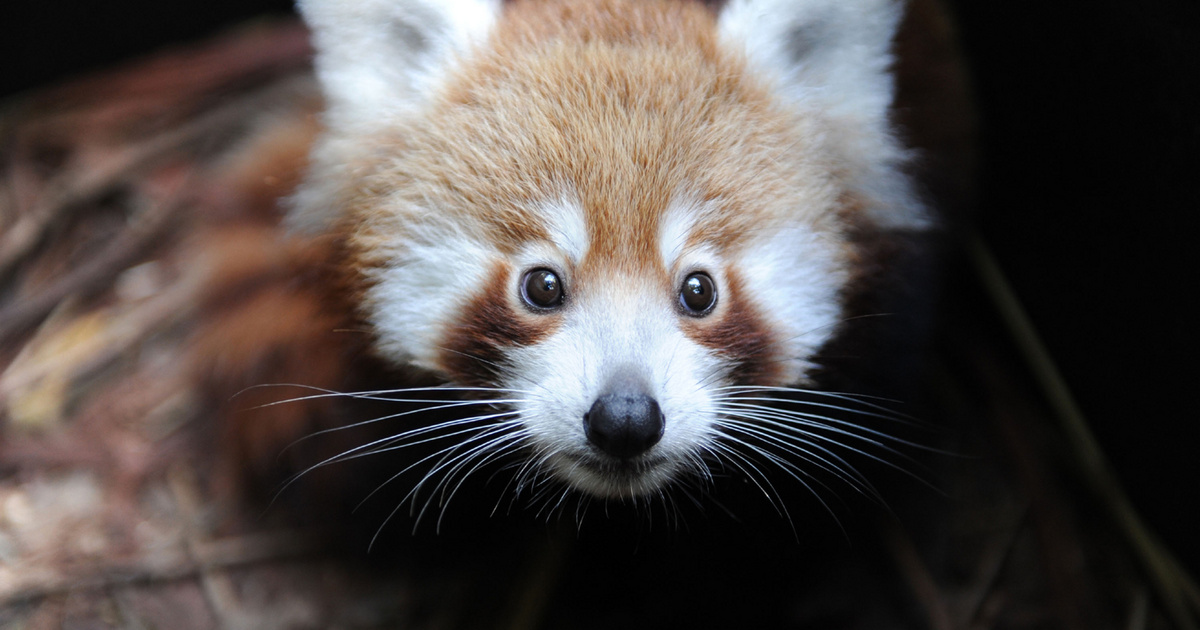 A tűzijáték okozta stressz lehet a felelős a vörös panda bébi haláláért