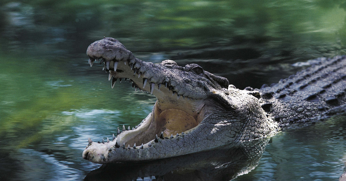 Meghalt Burt, a Krokodil Dundee óriáskrokodilja