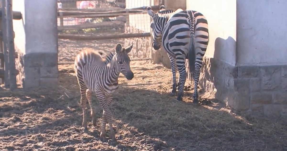 Zebrabébi született adventkor a budapesti állatkertben, már most imádják a látogatók