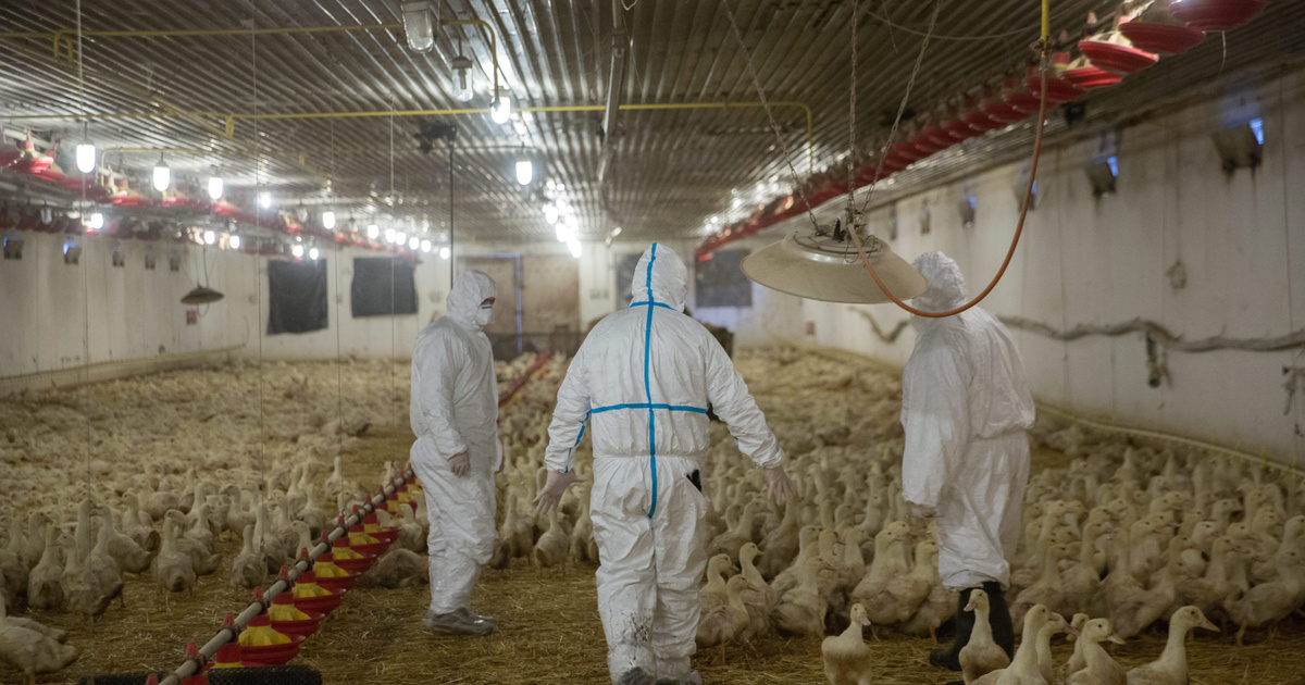 Egy hajdú-bihari lúdtelepen madárinfluenza okozott tömeges elhullást