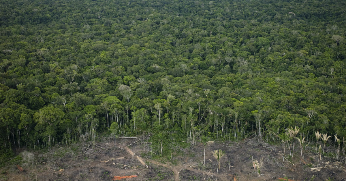 Razziákat tartanak Brazíliában az Amazonas-vidéken az illegális erdőirtás csökkentésére