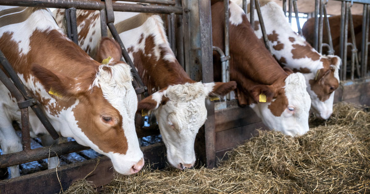 Vége a kötelező állat-leöléseknek, átírták a kéknyelv-betegség elleni védekezés szabályait