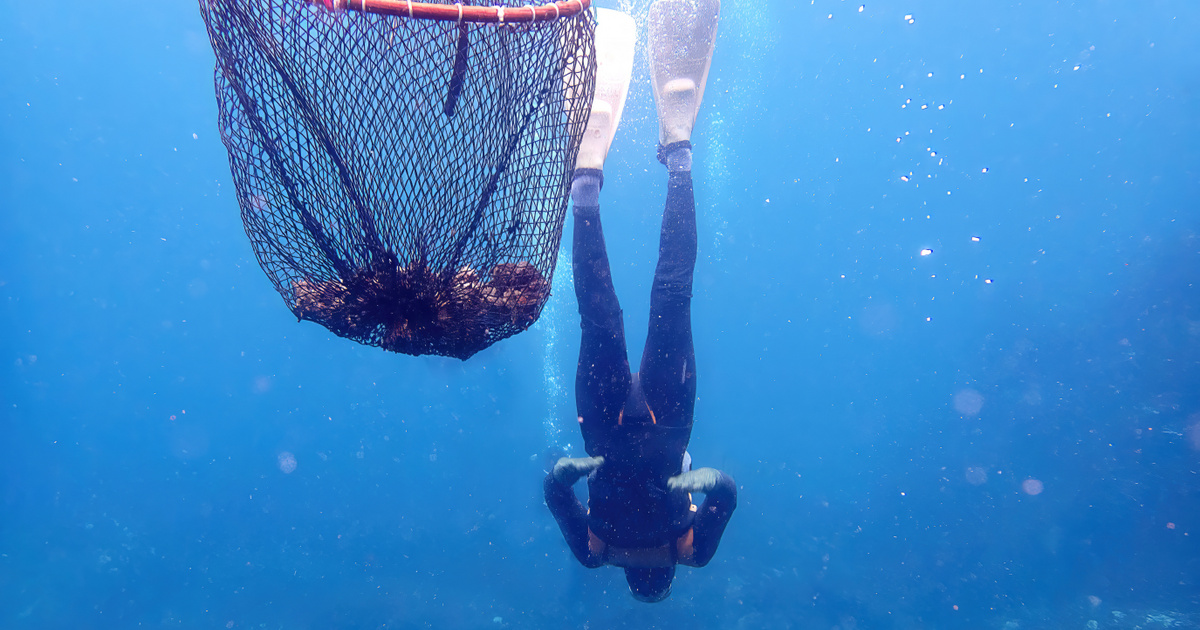 A koreai sellĹ‘k mĂłdosĂtották genetikájukat a jobb merĂĽlĂ©s Ă©rdekĂ©ben