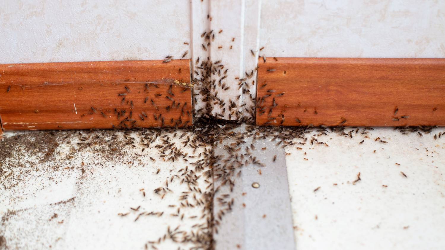 Már nem bírja tovább a hangyákat a házban? Ez a fűszer képes megbénítani az egész kolóniát