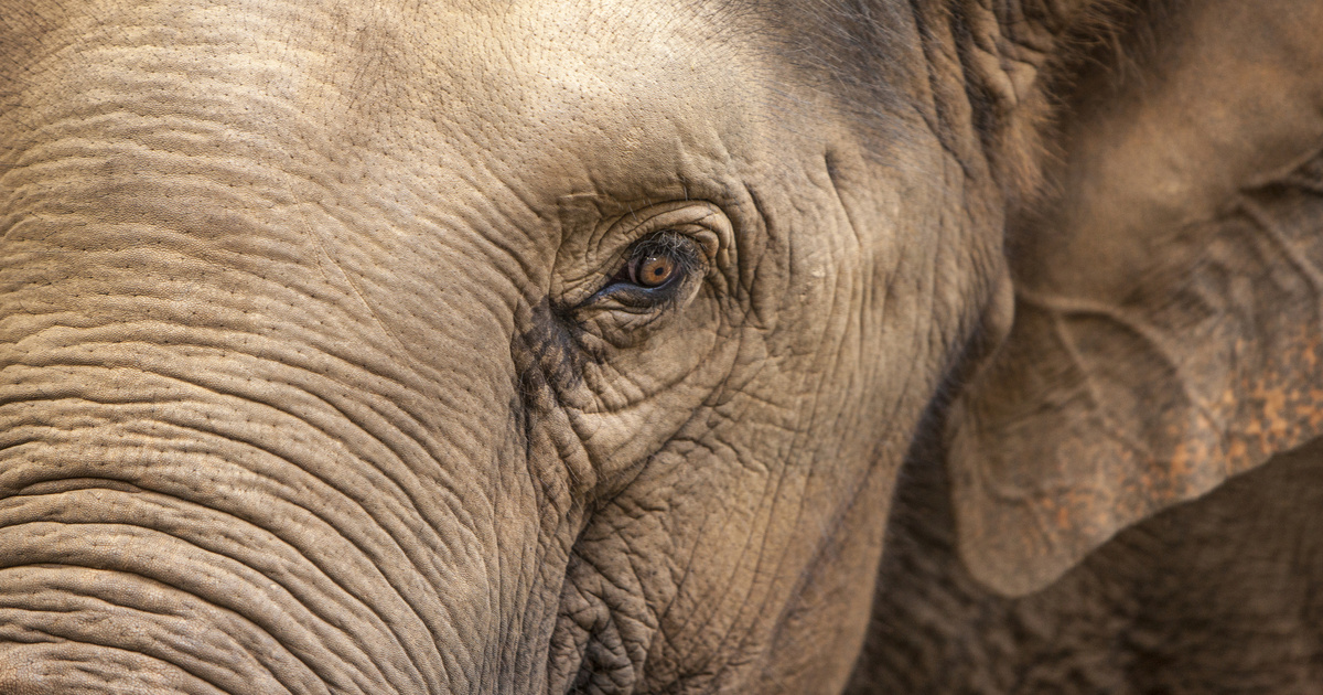 Az elefánt gondolt egyet, és leugrott a közértbe: videóra vették, ahogy shoppingol