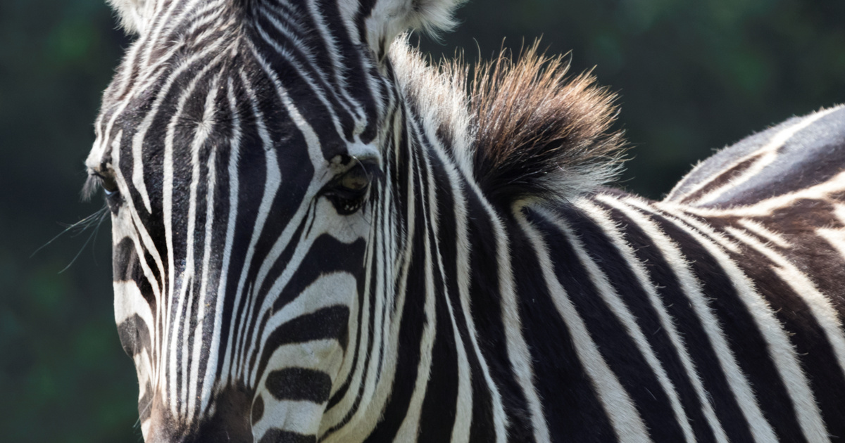 Videón, ahogy elszabadult egy zebra a belgárdi állatkertben: hárman kórházba kerültek