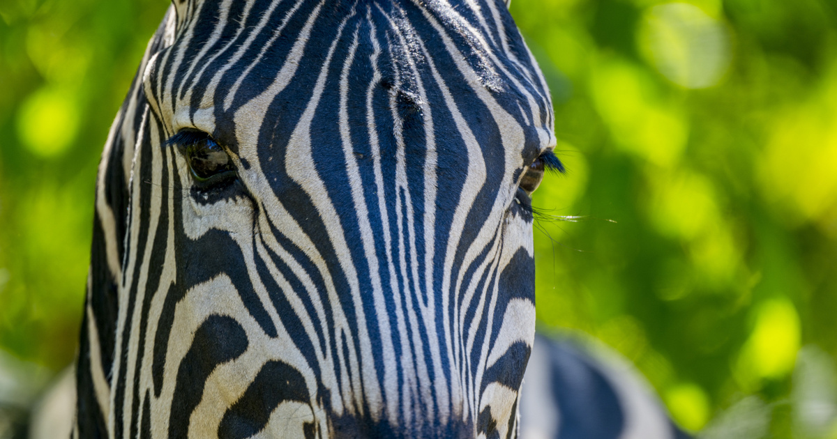 Videón a zebra, aki megunta az állatkertet és kiszökött a belgrádi utcákra