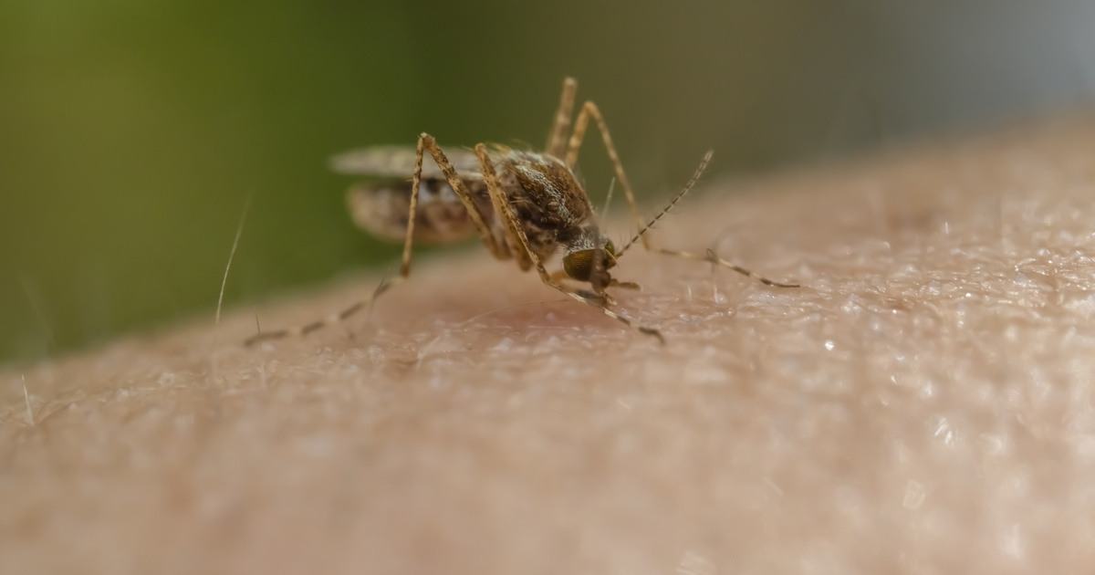 Halálos trópusi betegség jelent meg Magyarországon: ezek a tünetei