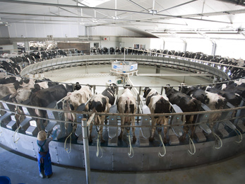 Sztrájkot fontolgatnak a tejesemberek