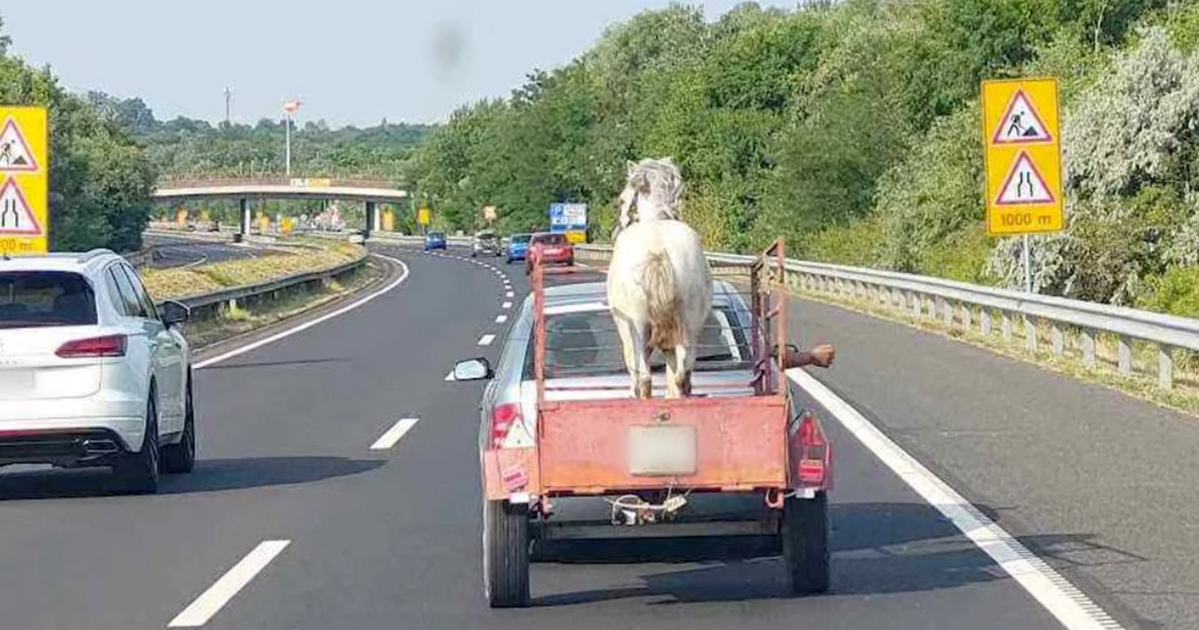 Mint egy zsák krumplit, úgy szállította valaki a lovát az autópályán