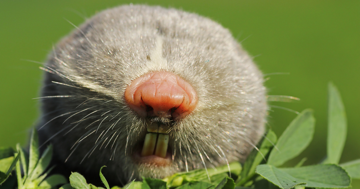 Melyik hazai védett állat szerepel a képen? Nem mindenki fel ezeket a ritka fajokat