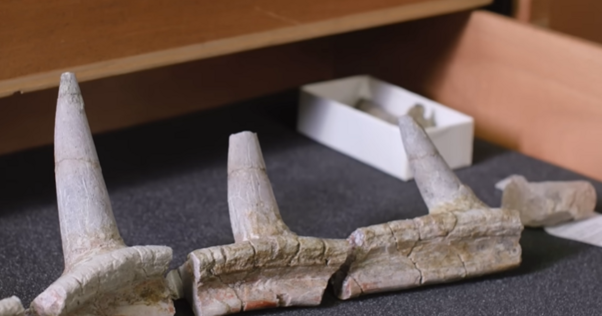 Előkerült a punk dinoszaurusz, amely teljesen felforgatja az evolúciós elméleteket