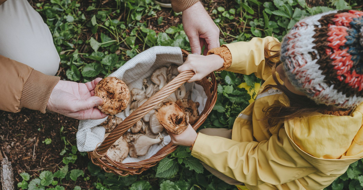 Gombaismereti kvíz: felismered az ehető és mérgező fajtákat?