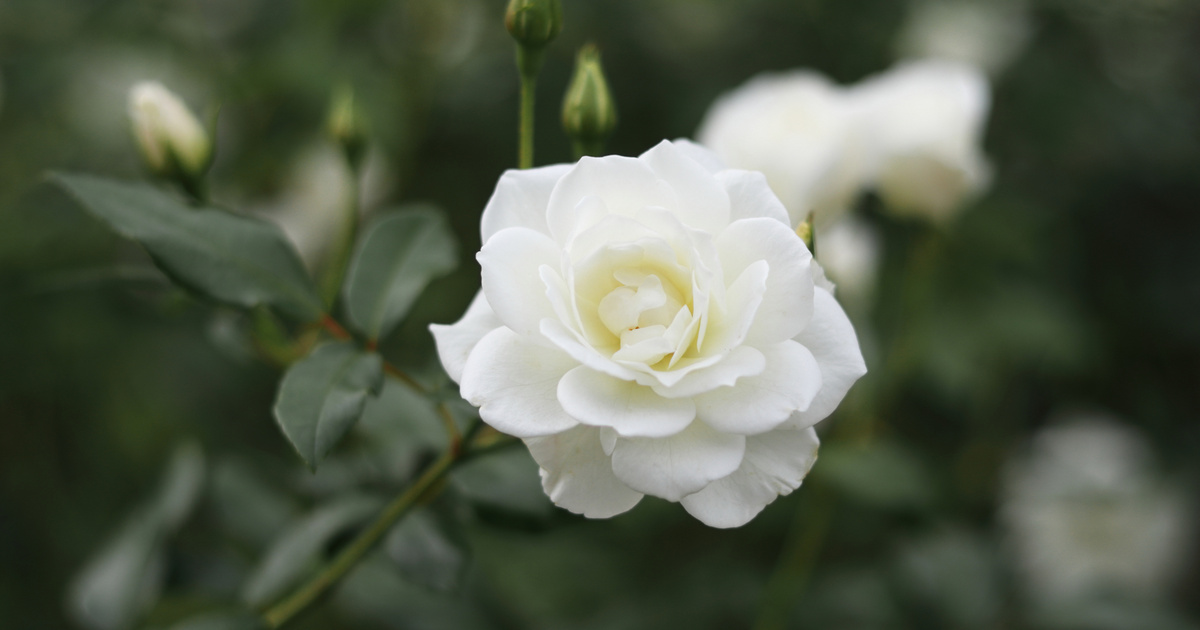 Gyorsan gyökeret ereszt a rózsa, ha beleszúrod ebbe a zöldségbe: csak el kell ültetni ezután