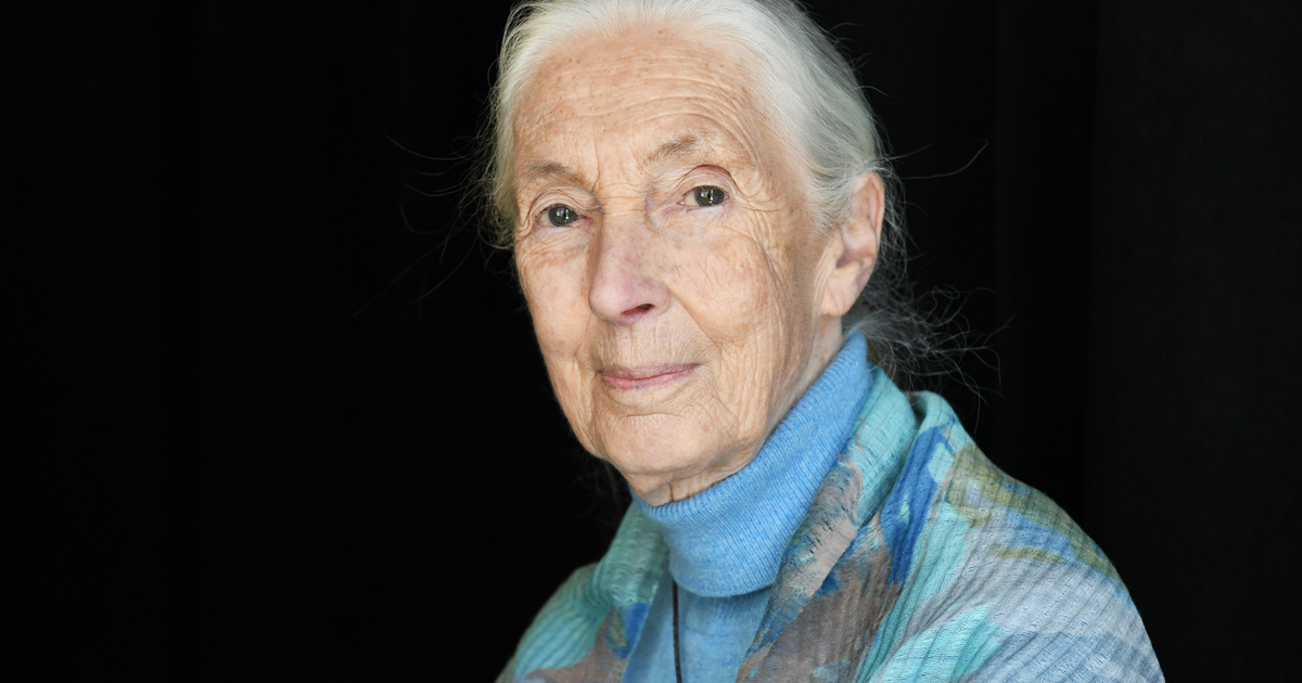 Elhunyt Jane Goodall: a legendás etológus és természetvédelmi aktivista 91 éves volt