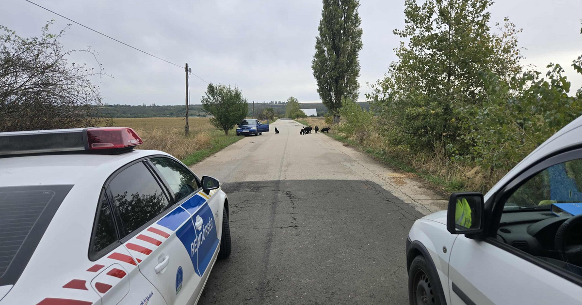 Kutyák támadtak meg egy embert Pécelen, hat kutyát ki kellett lőni
